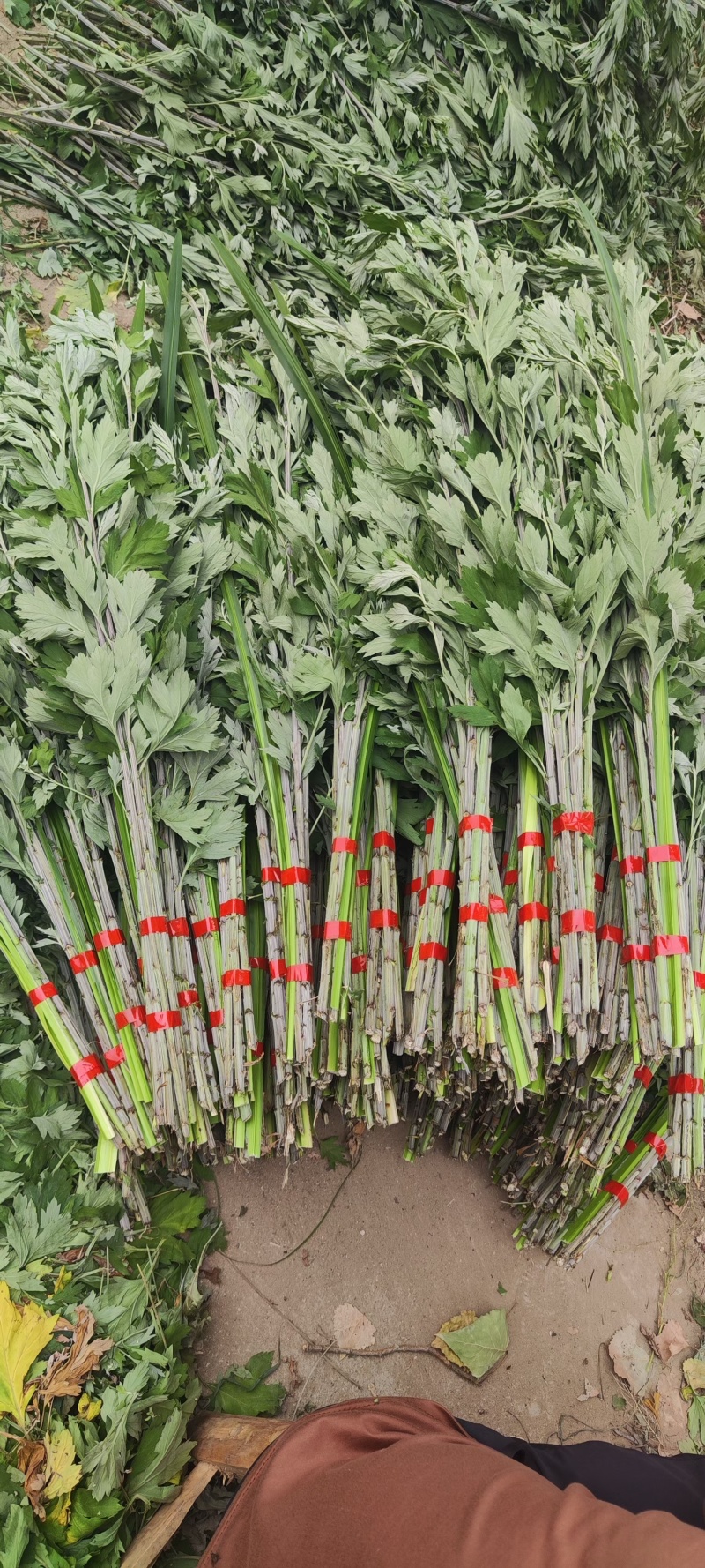 端午节艾草艾叶蕲春蕲艾李时珍
