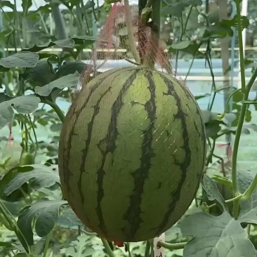 【吊蓝西瓜】陕西渭南基地直供质量保证一手货源全国发货