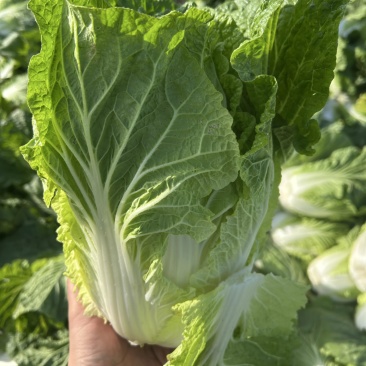 精品白菜万亩基地,全国代收代卖,对接批发商超,货源稳定
