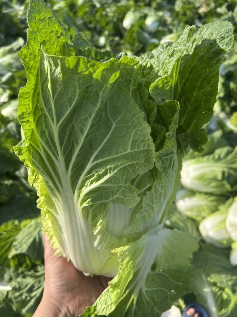 精品白菜万亩基地，全国代收代卖，对接批发商超，货源稳定