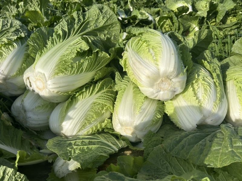 精品白菜万亩基地，全国代收代卖，对接批发商超，货源稳定
