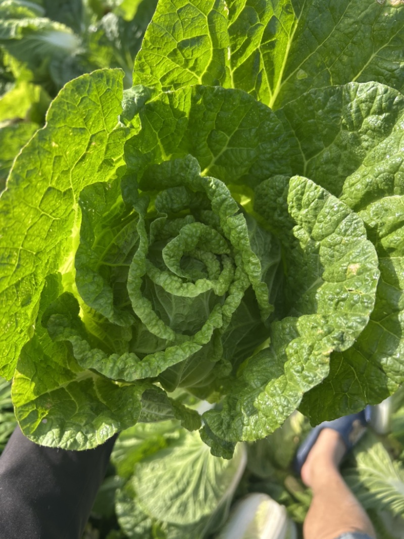精品白菜万亩基地，全国代收代卖，对接批发商超，货源稳定