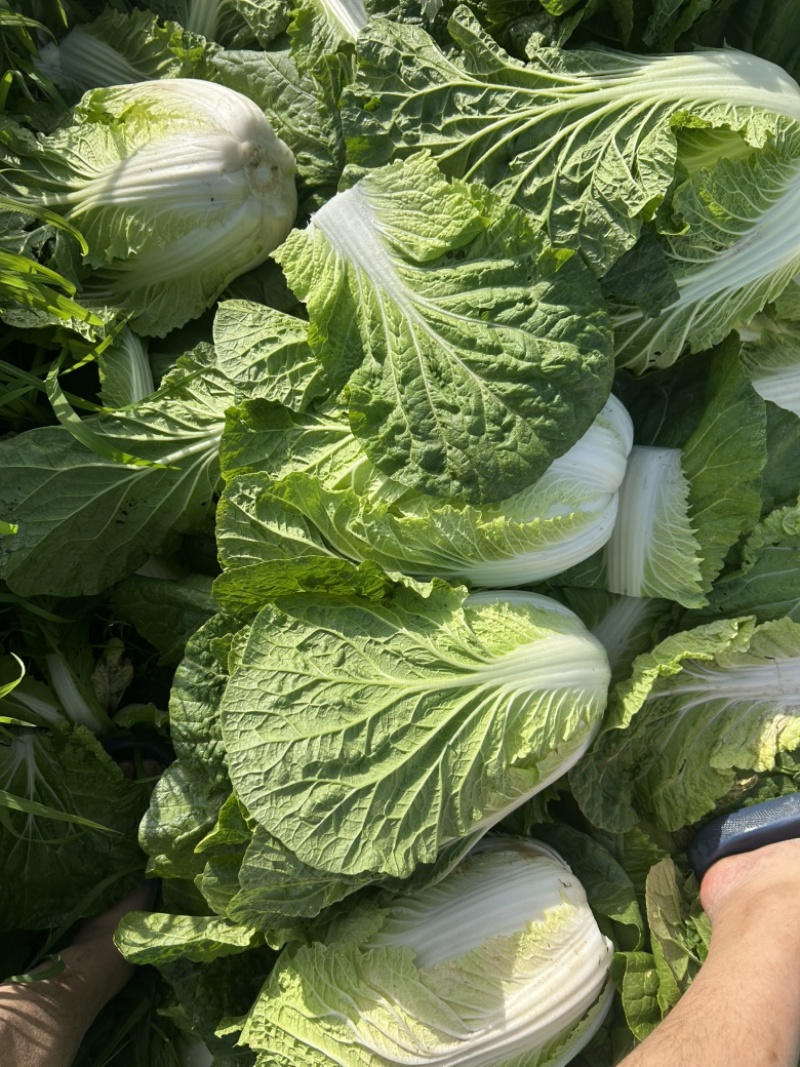 精品白菜万亩基地，全国代收代卖，对接批发商超，货源稳定