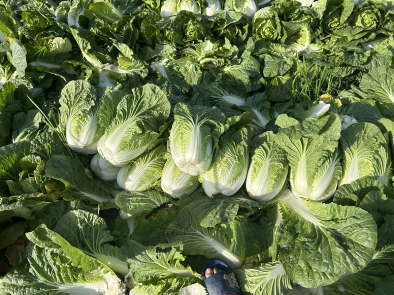 精品白菜万亩基地，全国代收代卖，对接批发商超，货源稳定
