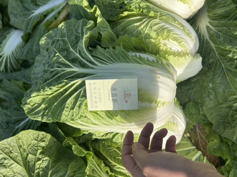 精品白菜万亩基地，全国代收代卖，对接批发商超，货源稳定