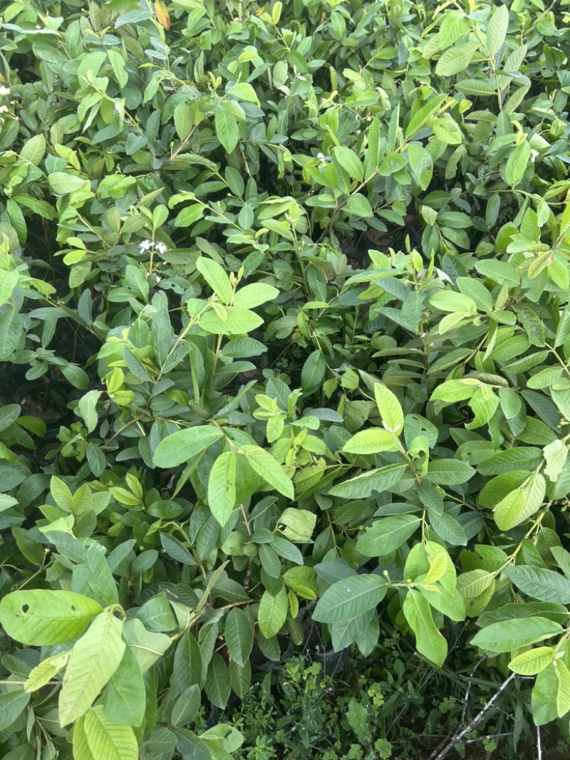 白心珍珠番石榴苗芭乐苗