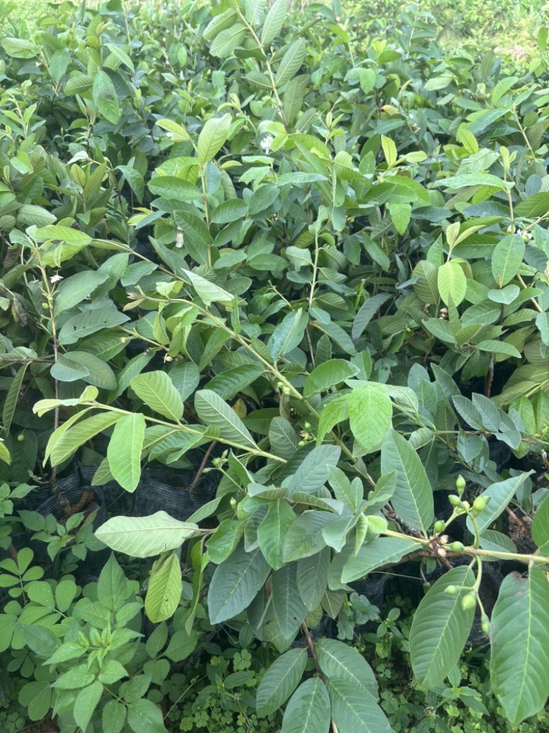 白心珍珠番石榴苗芭乐苗