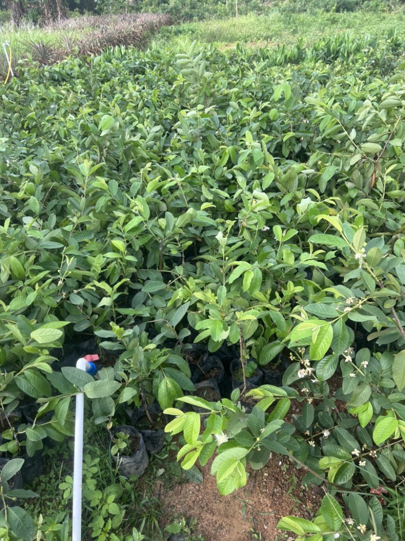 白心珍珠番石榴苗芭乐苗