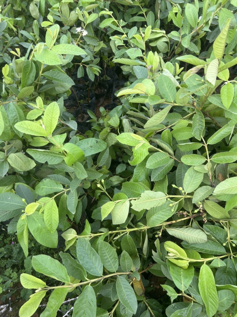 白心珍珠番石榴苗芭乐苗