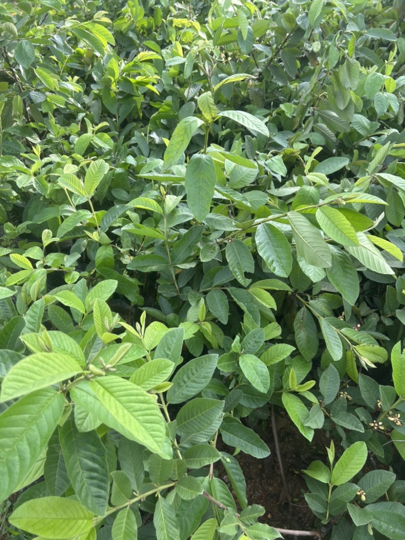 白心珍珠番石榴苗芭乐苗