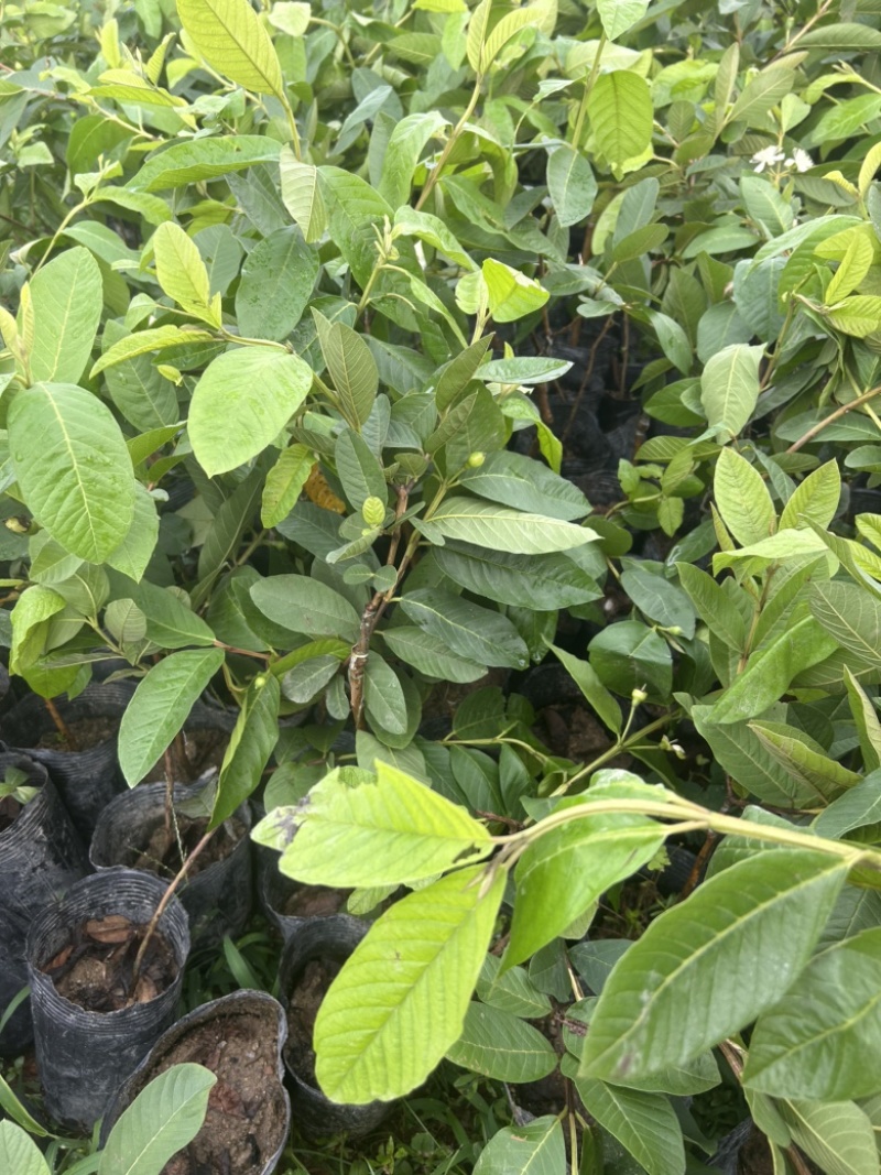 白心珍珠番石榴苗芭乐苗