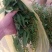 贵州高山野生木姜子