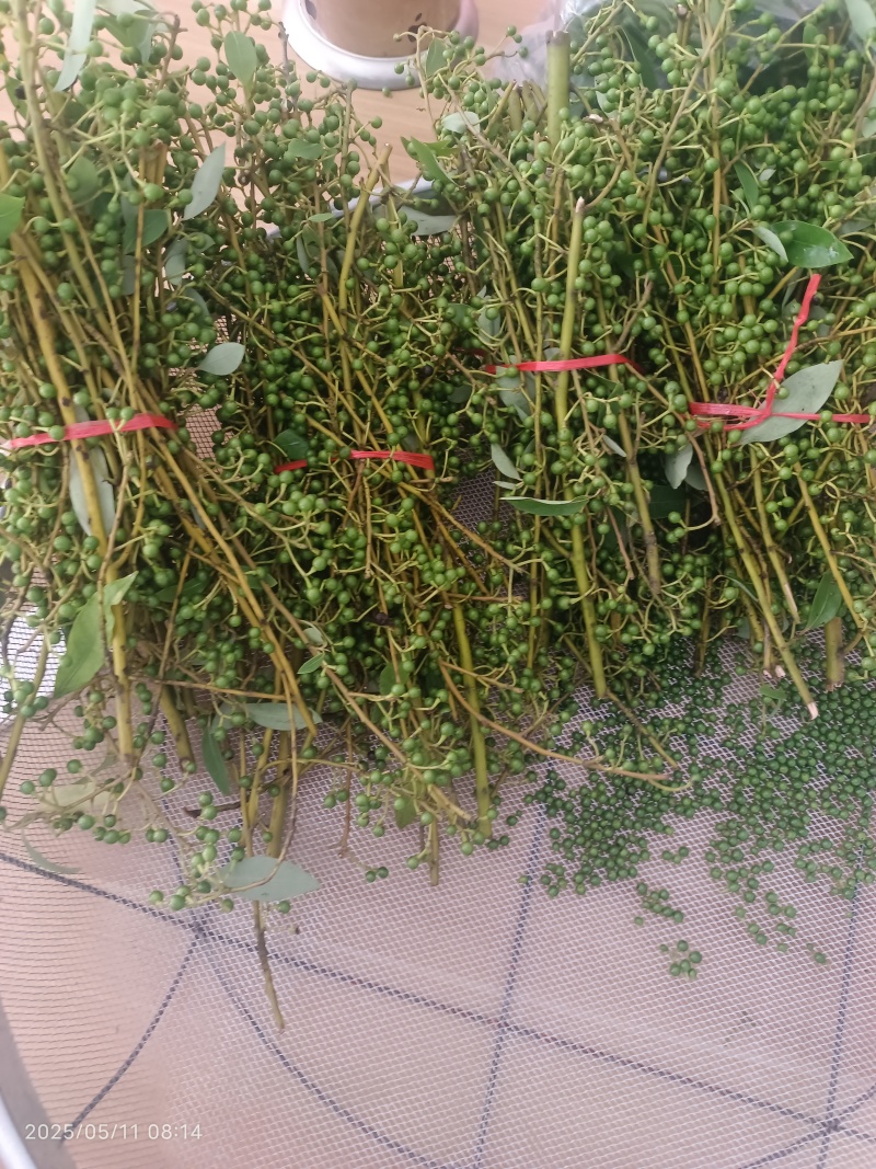 贵州高山野生木姜子