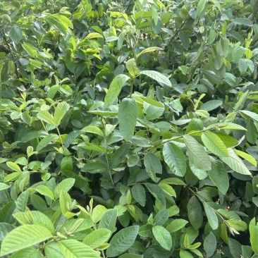 白心珍珠番石榴苗芭乐苗