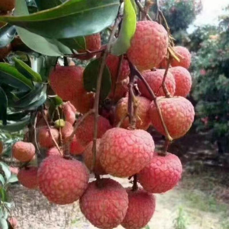 广东茂名高州白糖荔枝鲜红色有核市场果糖分15左右多种运输