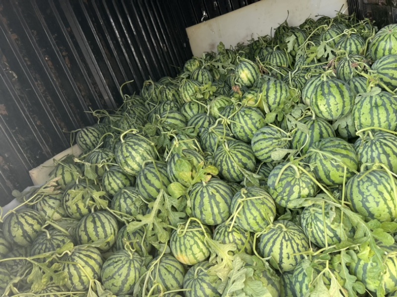 精品头茬无籽美都