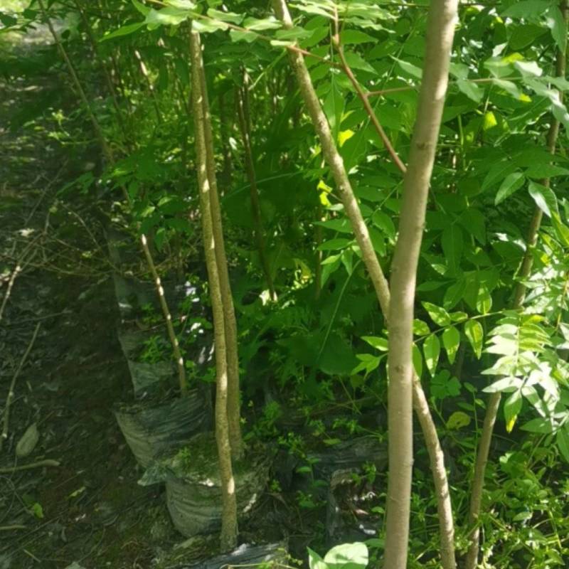 黄连木大杯苗
