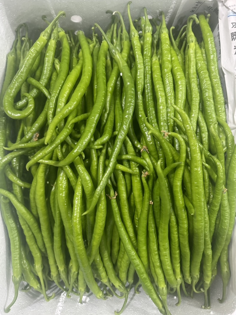 会龙精品新苗青线二荆条大量上市现摘现发供商超市场