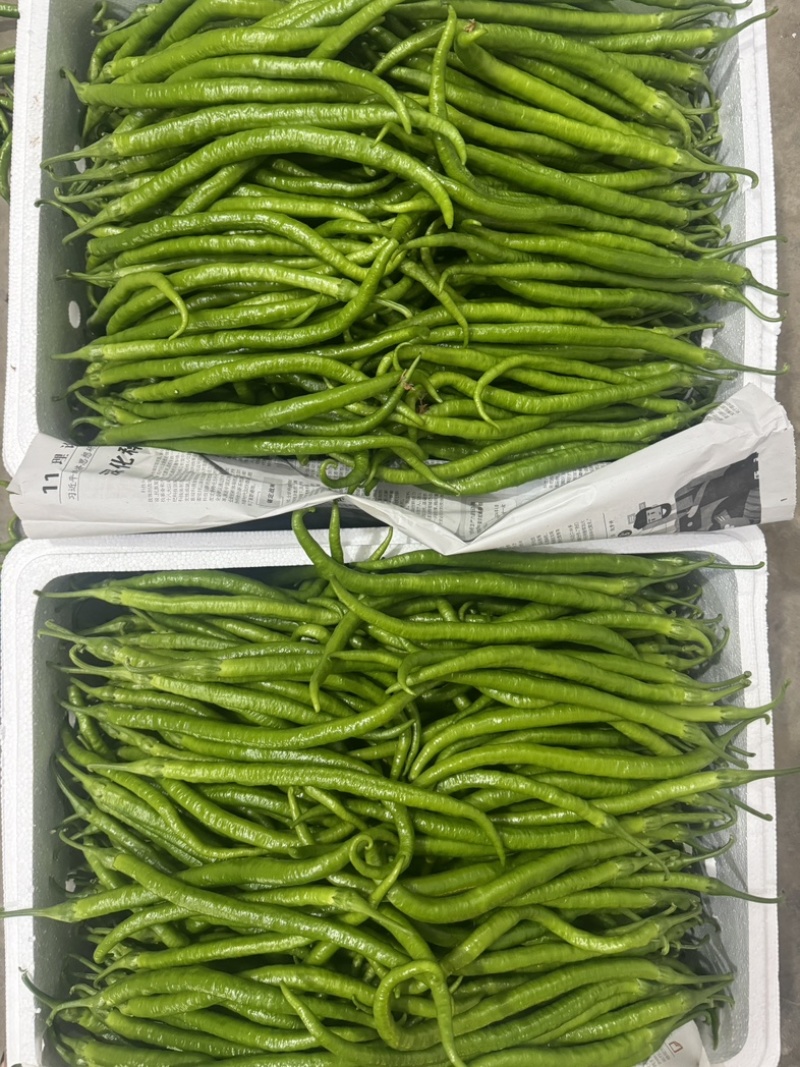会龙精品新苗青线二荆条大量上市现摘现发供商超市场
