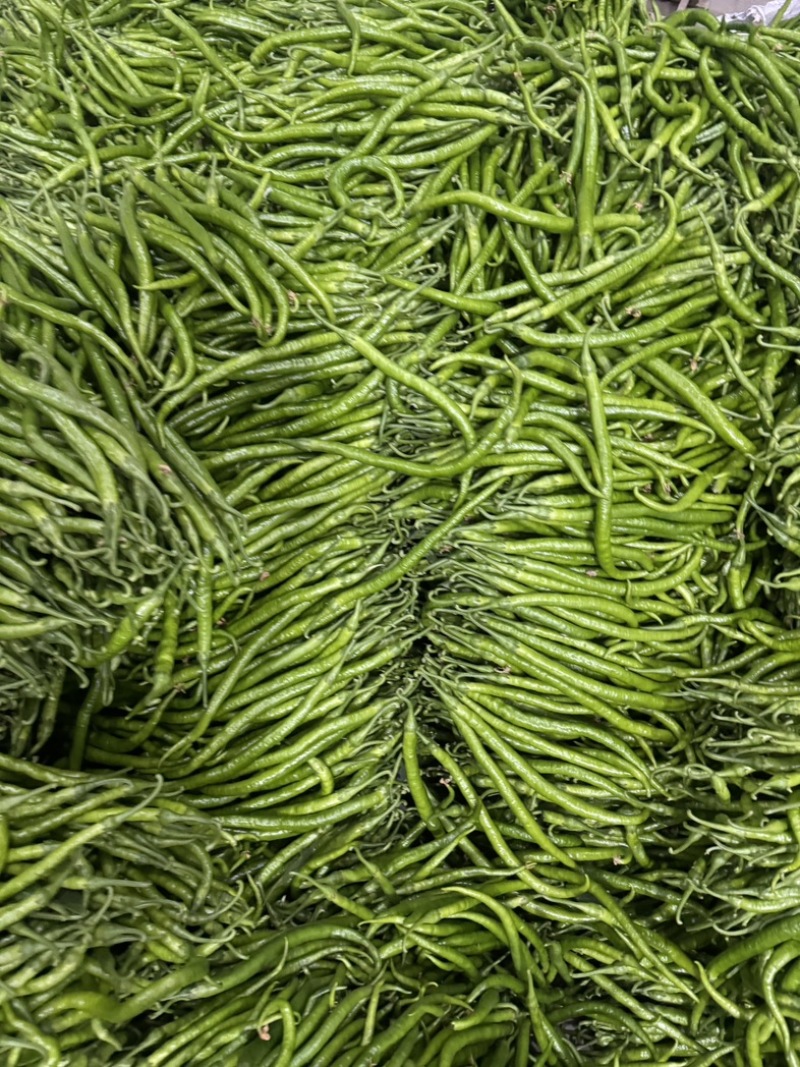会龙精品新苗青线二荆条大量上市现摘现发供商超市场