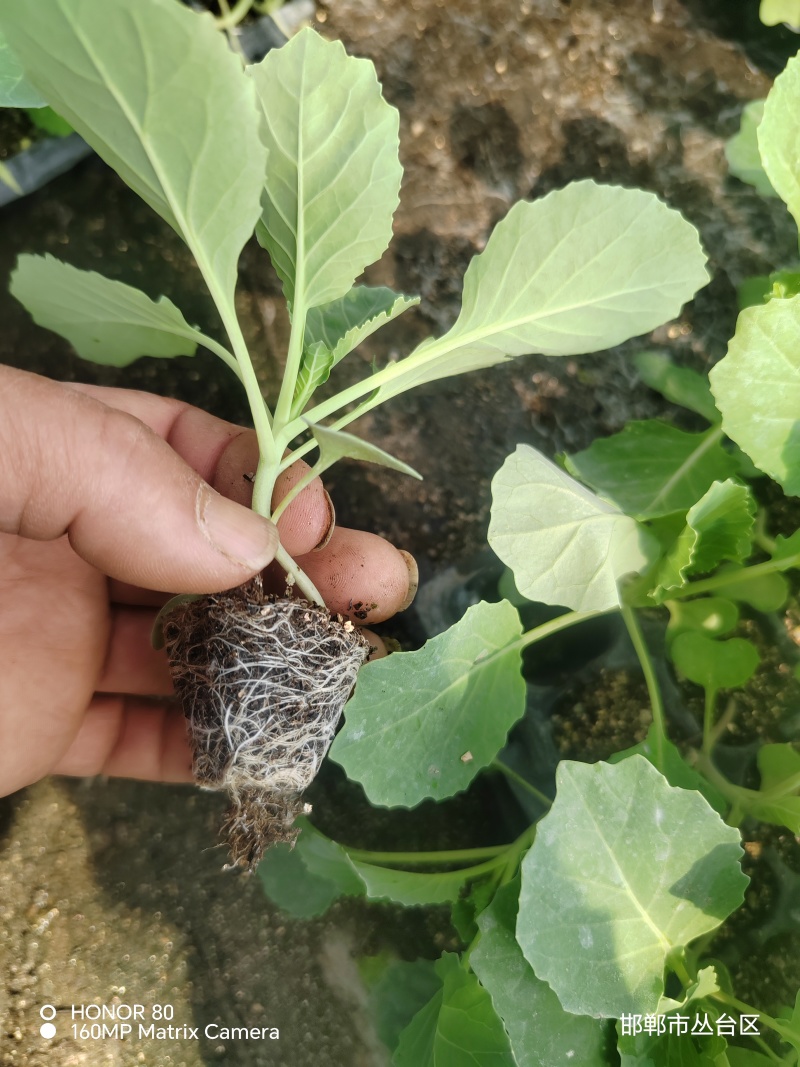 邯郸基地直供，抗病黄心甘蓝苗