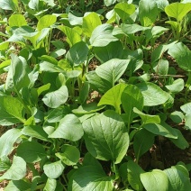 鸡毛菜种子