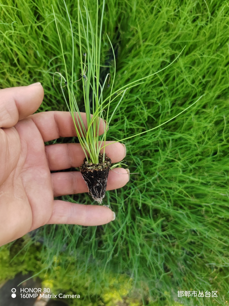 邯郸基地直供穴盘，黑叶小香葱苗
