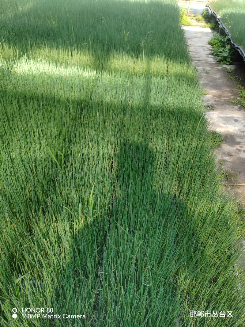 邯郸基地直供穴盘，黑叶小香葱苗