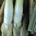 茭白可持续供应精品及电商平台用货