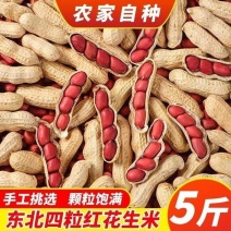 包邮）四粒红皮花生小粒带壳四粒红花生种植晒干小籽5斤