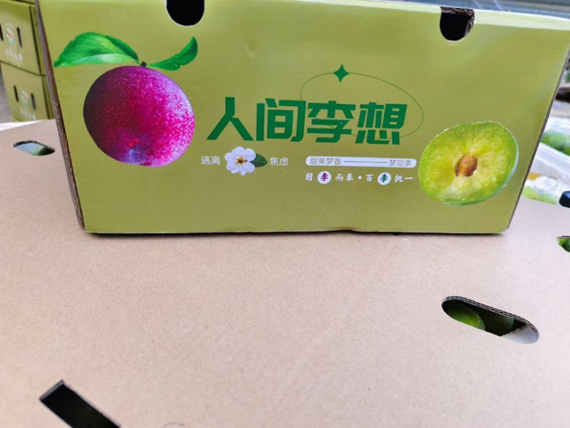 云南文山陡脆李，脆皮李4月脆