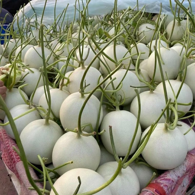 山东聊城莘县，冰淇淋，玉菇，甜瓜奶香蜜，红金蜜，梦露蜜露
