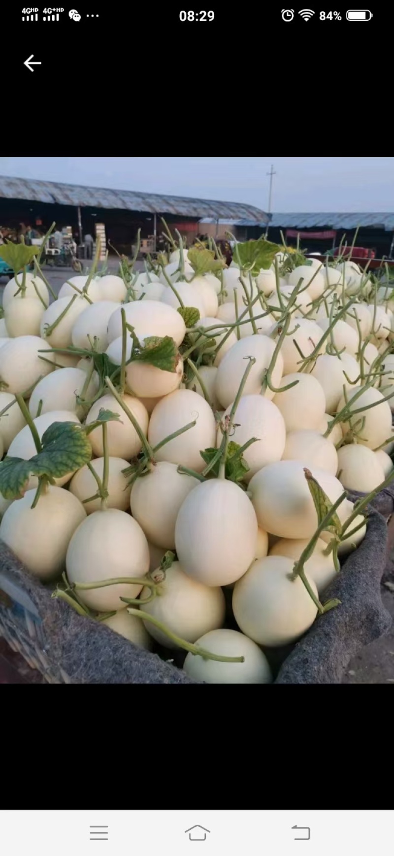 山东聊城莘县，冰淇淋，玉菇，甜瓜奶香蜜，红金蜜，梦露蜜露