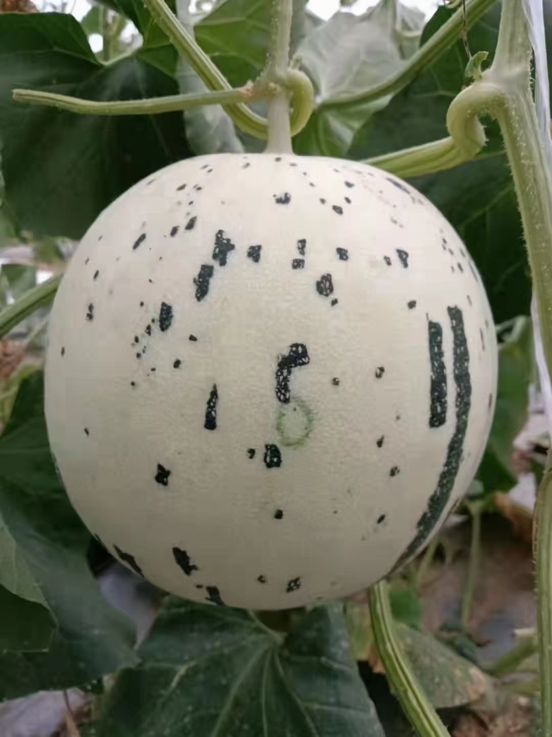 山东聊城莘县，冰淇淋，玉菇，甜瓜奶香蜜，红金蜜，梦露蜜露