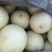 山东聊城莘县，冰淇淋，玉菇，甜瓜奶香蜜，红金蜜，梦露蜜露