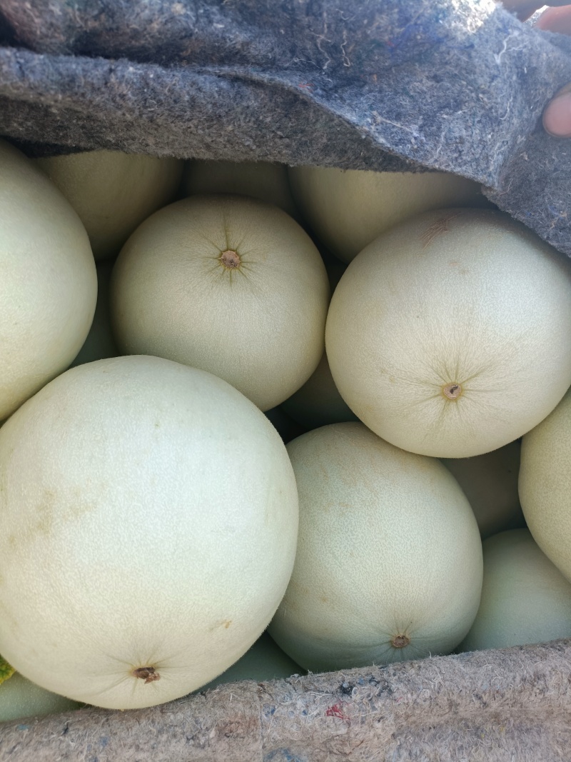 山东聊城莘县，冰淇淋，玉菇，甜瓜奶香蜜，红金蜜，梦露蜜露