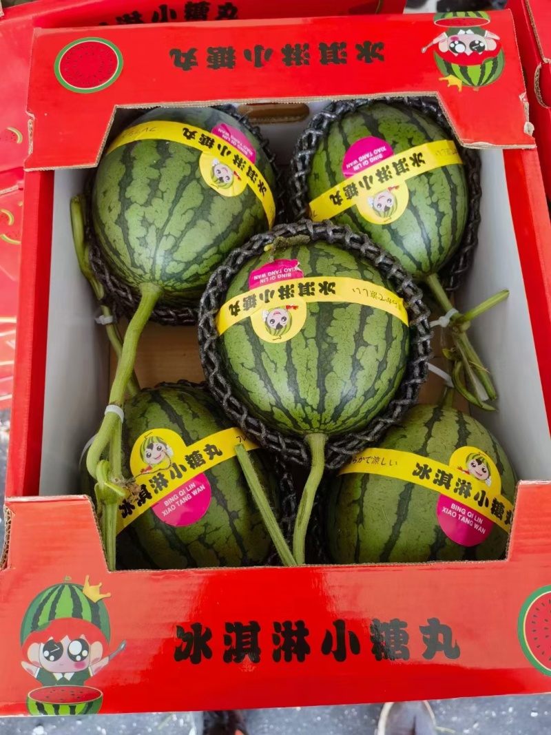 山东聊城莘县2k小吊瓜。小糖丸西瓜，花美人绿宝花蕾，