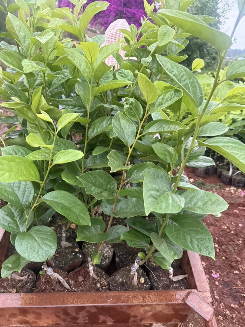柿子树甜脆柿子火晶柿子红灯笼柿子软柿柿子树柿子苗