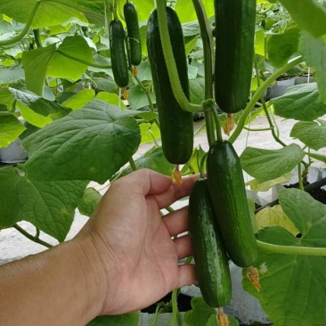 广西直供，新鲜水果黄瓜，脆嫩爽口，绿色健康，现摘现发，品