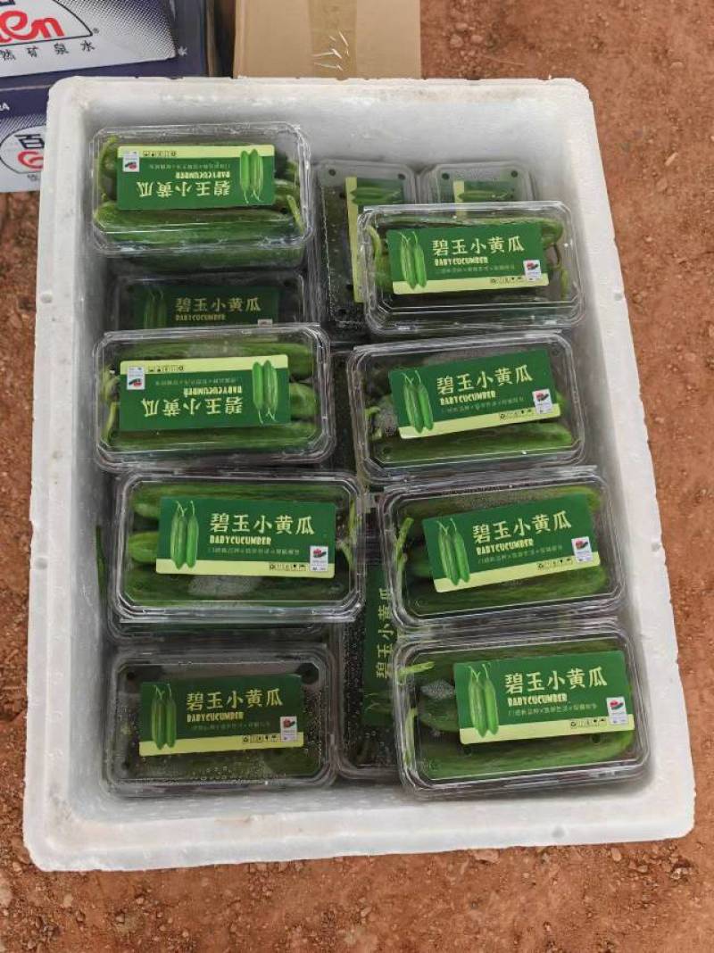 广西直供，新鲜水果黄瓜，脆嫩爽口，绿色健康，现摘现发，品