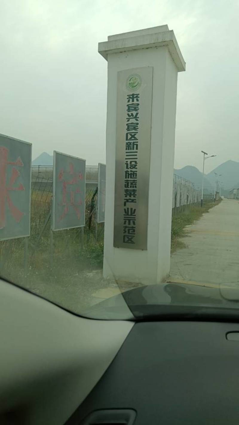 广西直供，新鲜水果黄瓜，脆嫩爽口，绿色健康，现摘现发，品
