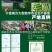 广西直供，新鲜水果黄瓜，脆嫩爽口，绿色健康，现摘现发，品