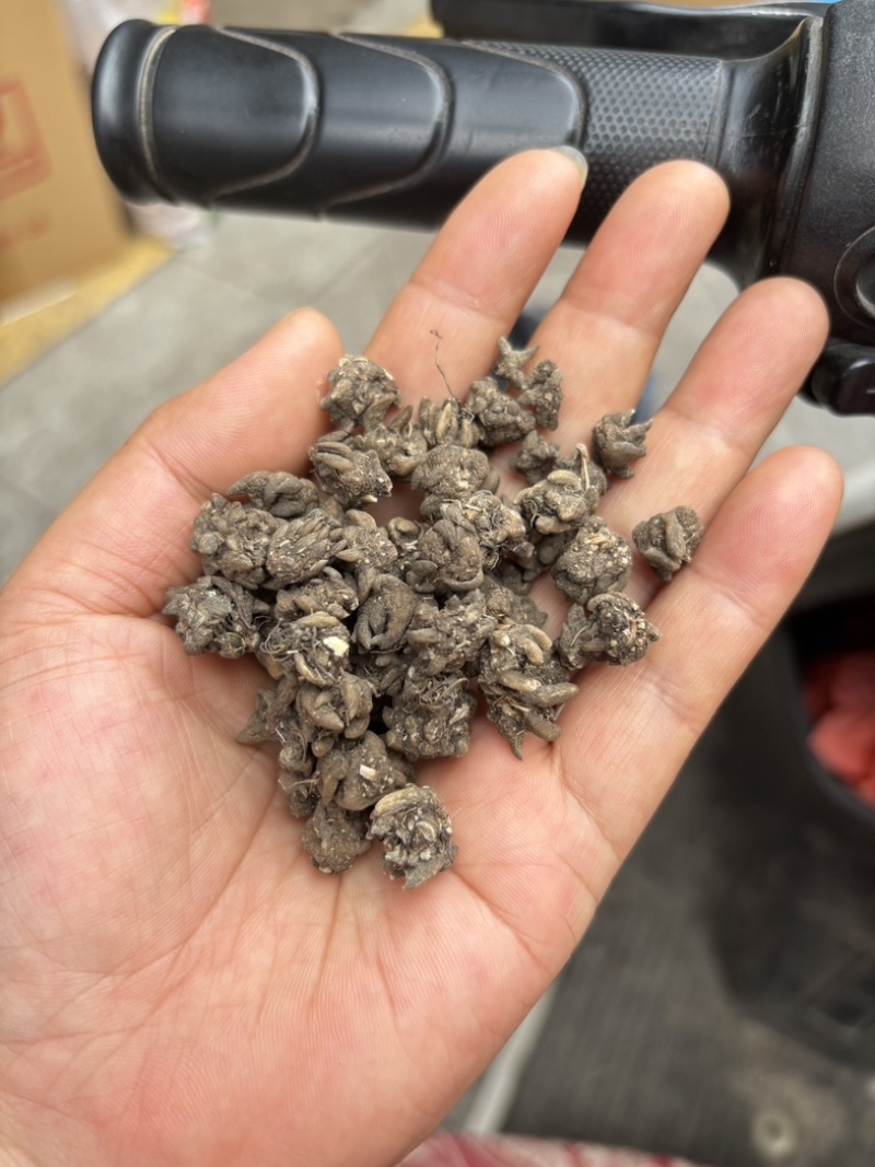 猫爪草批发足干货无硫源头直供诚信经营欢迎订购