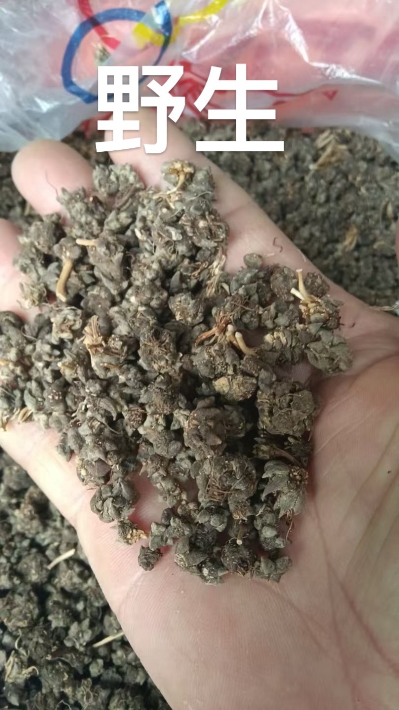 猫爪草批发足干货无硫源头直供诚信经营欢迎订购