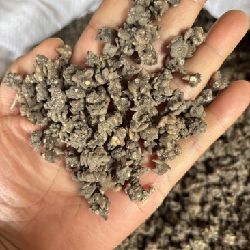 猫爪草批发足干货无硫源头直供诚信经营欢迎订购