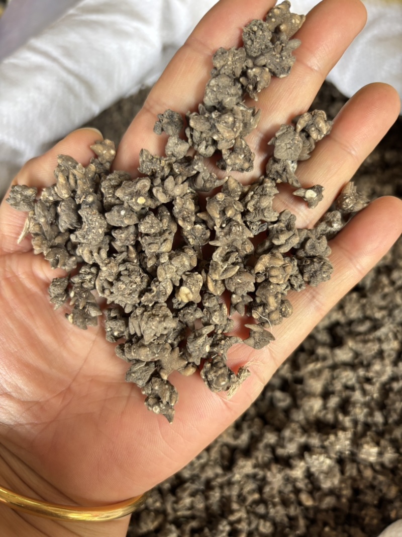 猫爪草批发足干货无硫源头直供诚信经营欢迎订购