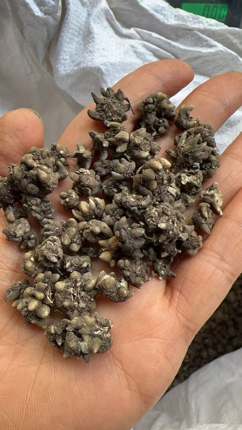 猫爪草批发足干货无硫源头直供诚信经营欢迎订购
