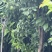 李子苗3公分李子苗4公分李子苗