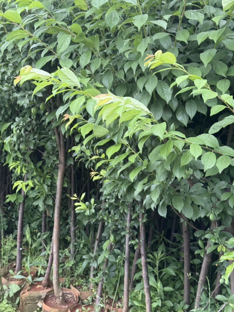 李子苗3公分李子苗4公分李子苗