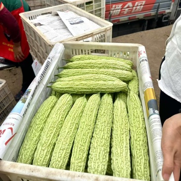 精品白苦瓜，棚中棚欢迎各位实力老板考察，精品货，实力代办
